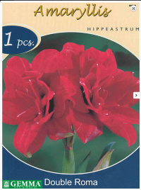 Amaryllis Double Roma